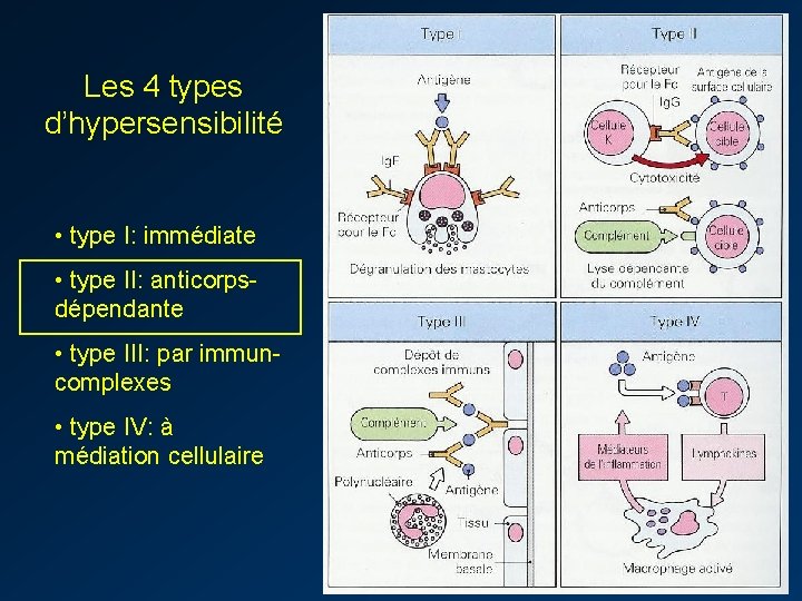 Les 4 types d’hypersensibilité • type I: immédiate • type II: anticorpsdépendante • type