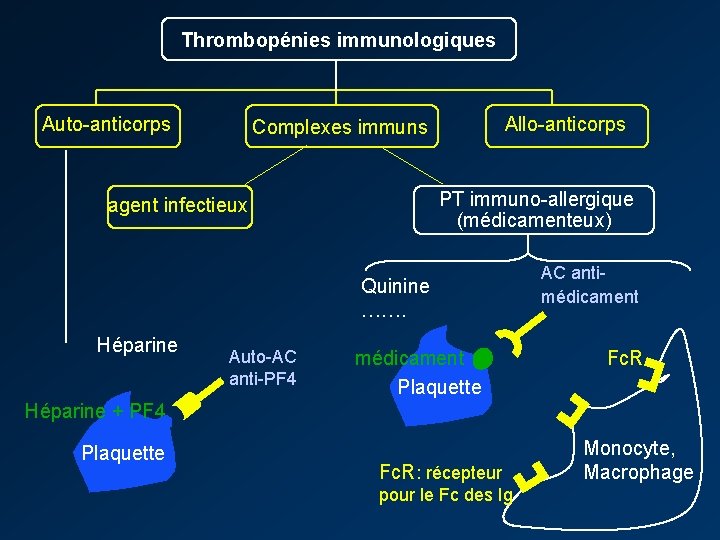 Thrombopénies immunologiques Auto-anticorps Allo-anticorps Complexes immuns PT immuno-allergique (médicamenteux) agent infectieux Quinine ……. Héparine