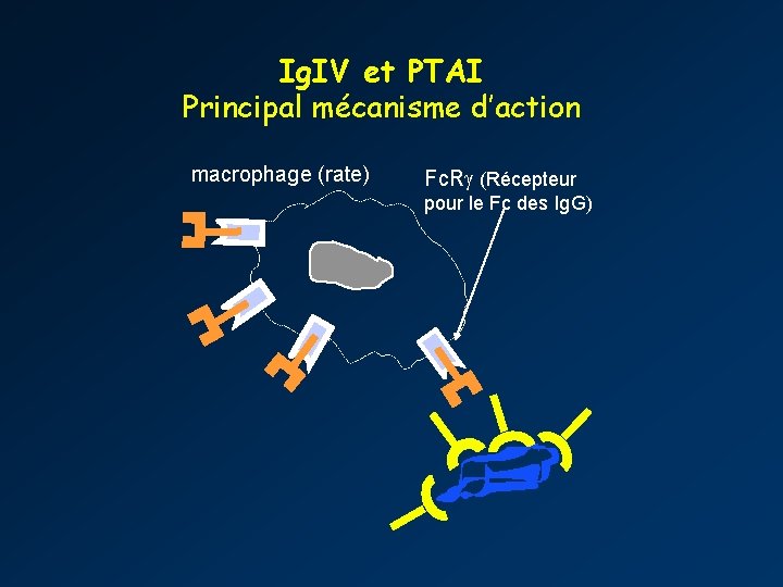 Ig. IV et PTAI Principal mécanisme d’action macrophage (rate) Fc. R (Récepteur pour le