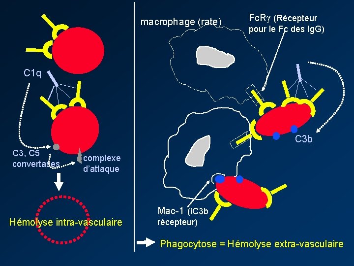 macrophage (rate) Fc. R (Récepteur pour le Fc des Ig. G) C 1 q
