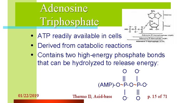 Adenosine Triphosphate • ATP readily available in cells • Derived from catabolic reactions •