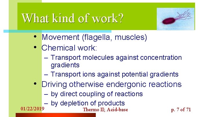 What kind of work? • Movement (flagella, muscles) • Chemical work: – Transport molecules