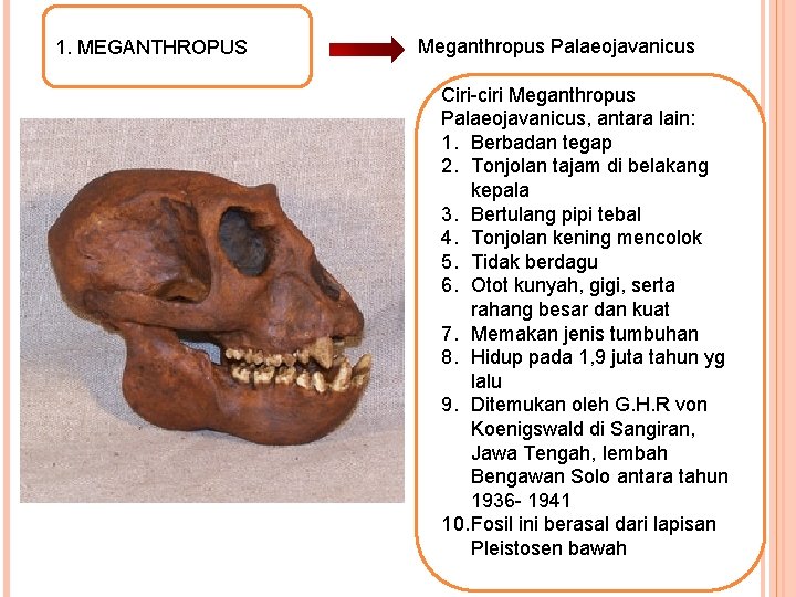 1. MEGANTHROPUS Meganthropus Palaeojavanicus History Magistra Vitae Ciri-ciri Meganthropus Palaeojavanicus, antara lain: 1. Berbadan