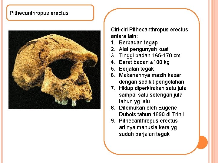 Pithecanthropus erectus Ciri-ciri Pithecanthropus erectus antara lain: 1. Berbadan tegap 2. Alat pengunyah kuat