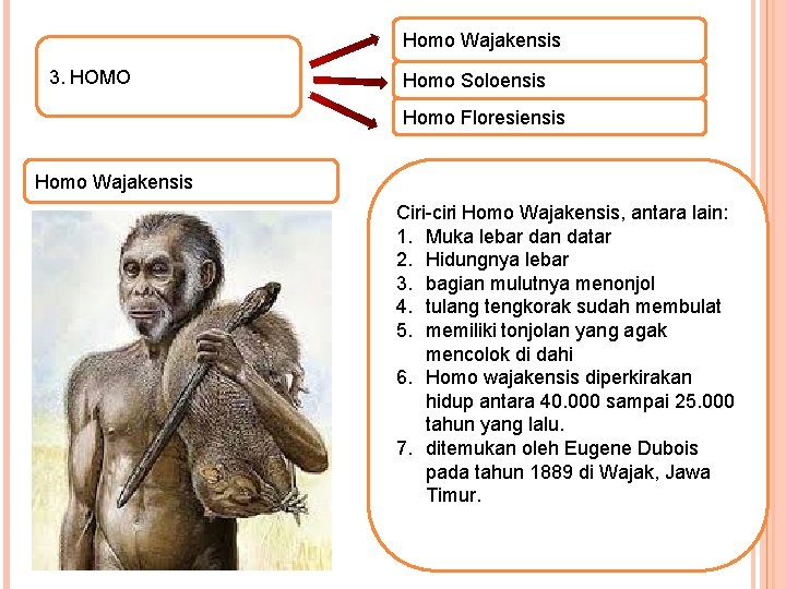 Homo Wajakensis 3. HOMO Homo Soloensis Homo Floresiensis Homo Wajakensis History Magistra Vitae Ciri-ciri