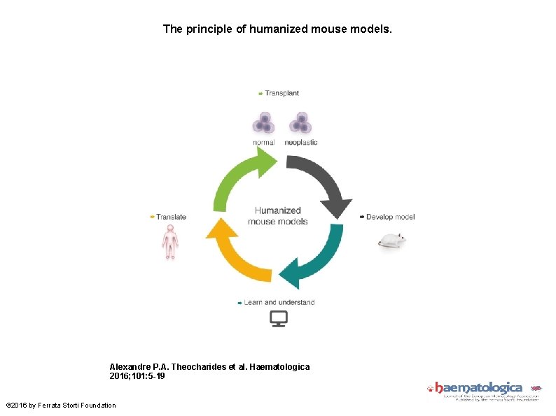The principle of humanized mouse models. Alexandre P. A. Theocharides et al. Haematologica 2016;