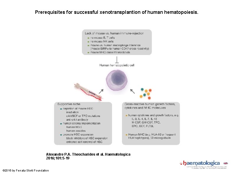 Prerequisites for successful xenotransplantion of human hematopoiesis. Alexandre P. A. Theocharides et al. Haematologica