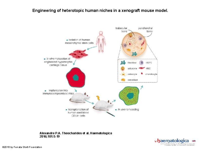 Engineering of heterotopic human niches in a xenograft mouse model. Alexandre P. A. Theocharides