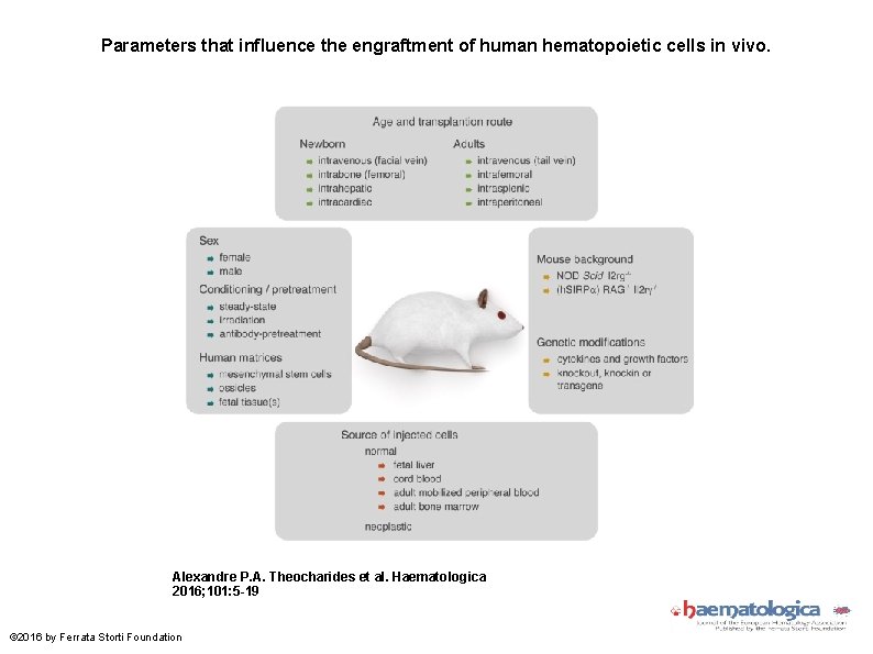 Parameters that influence the engraftment of human hematopoietic cells in vivo. Alexandre P. A.