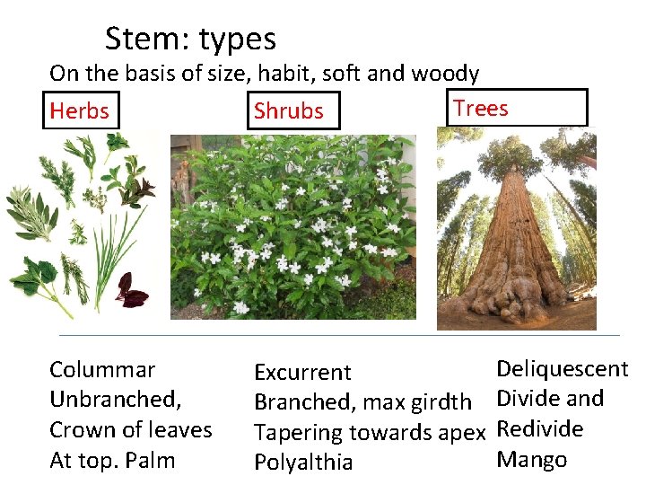 Stem: types On the basis of size, habit, soft and woody Trees Herbs Shrubs