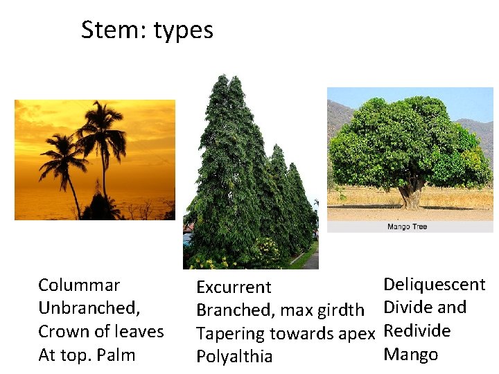 Stem: types Colummar Unbranched, Crown of leaves At top. Palm Excurrent Branched, max girdth