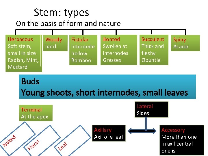 Stem: types On the basis of form and nature Herbacous Soft stem, small in