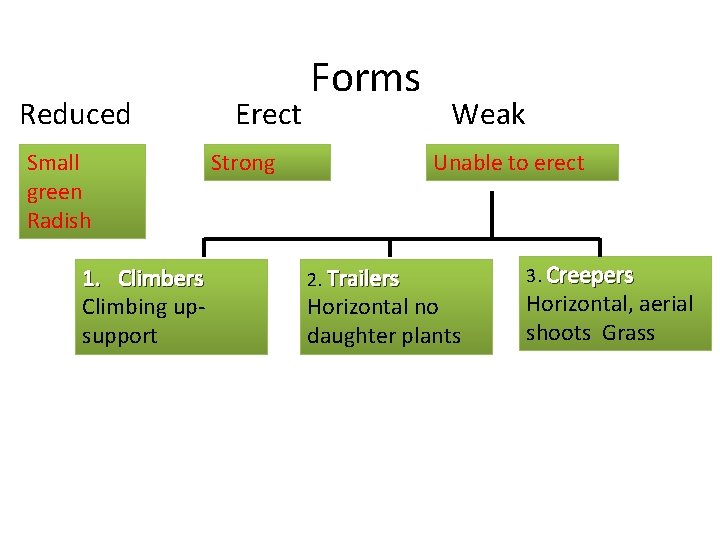 Reduced Small green Radish 1. Climbers Climbing upsupport Erect Forms Strong Weak Unable to