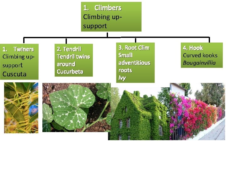 1. Climbers Climbing upsupport 1. Twiners Climbing upsupport Cuscuta 2. Tendril twins around Cucurbeta