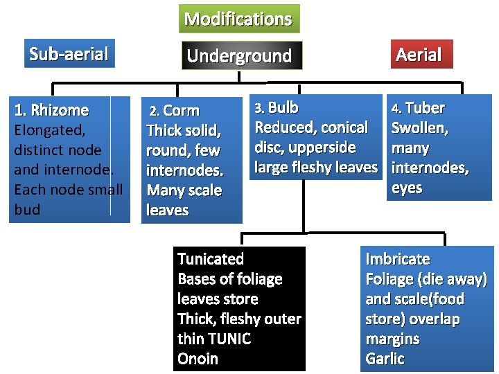 Modifications Sub-aerial 1. Rhizome Elongated, distinct node and internode. Each node small bud Aerial