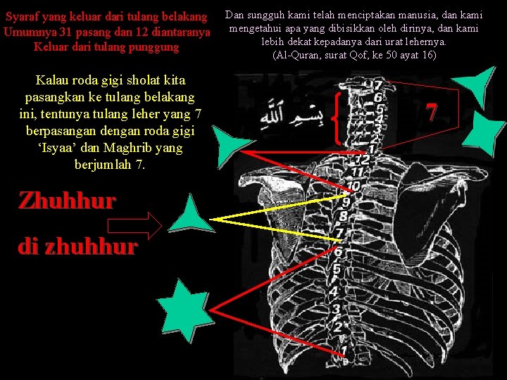 Syaraf yang keluar dari tulang belakang Umumnya 31 pasang dan 12 diantaranya Keluar dari