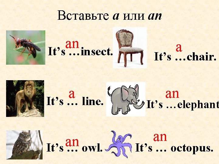 Вставьте a или an an It’s …insect. a It’s … line. an It’s … Вставьте a или an an It’s …insect. a It’s … line. an It’s …