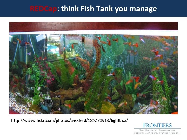 REDCap: think Fish Tank you manage http: //www. flickr. com/photos/wiccked/185270913/lightbox/ 