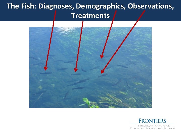 The Fish: Diagnoses, Demographics, Observations, Treatments 