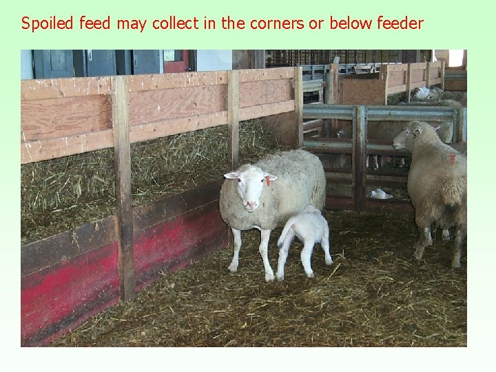 Spoiled feed may collect in the corners or below feeder 