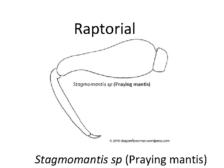 Raptorial Stagmomantis sp (Praying mantis) 