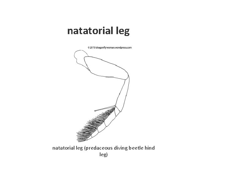 natatorial leg (predaceous diving beetle hind leg) 
