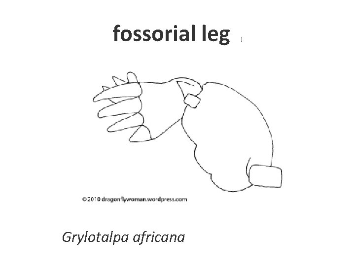 fossorial leg Grylotalpa africana ) 