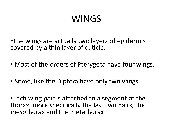 WINGS • The wings are actually two layers of epidermis covered by a thin