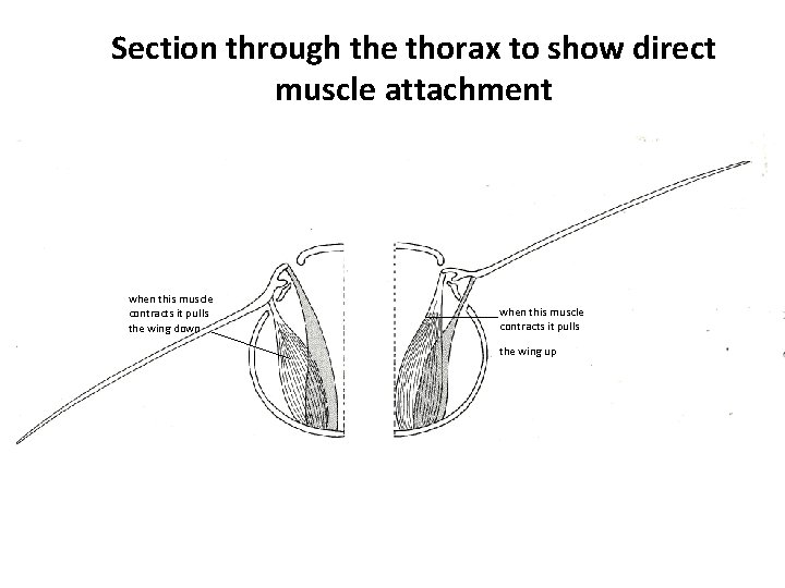 Section through the thorax to show direct muscle attachment when this muscle contracts it