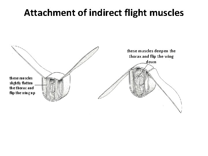 Attachment of indirect flight muscles these muscles deepen the thorax and flip the wing