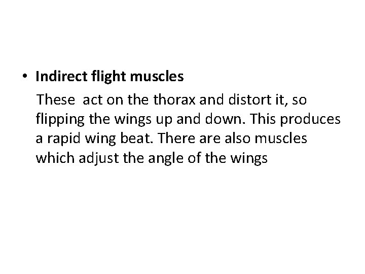  • Indirect flight muscles These act on the thorax and distort it, so