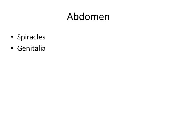 Abdomen • Spiracles • Genitalia 