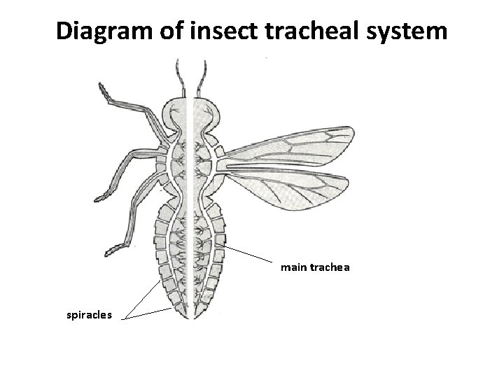 Diagram of insect tracheal system main trachea spiracles 