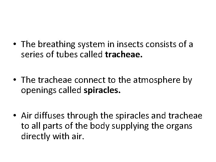  • The breathing system in insects consists of a series of tubes called