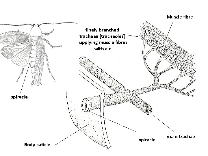 Muscle fibre finely branched tracheae (tracheoles) supplying muscle fibres with air spiracle Body cuticle