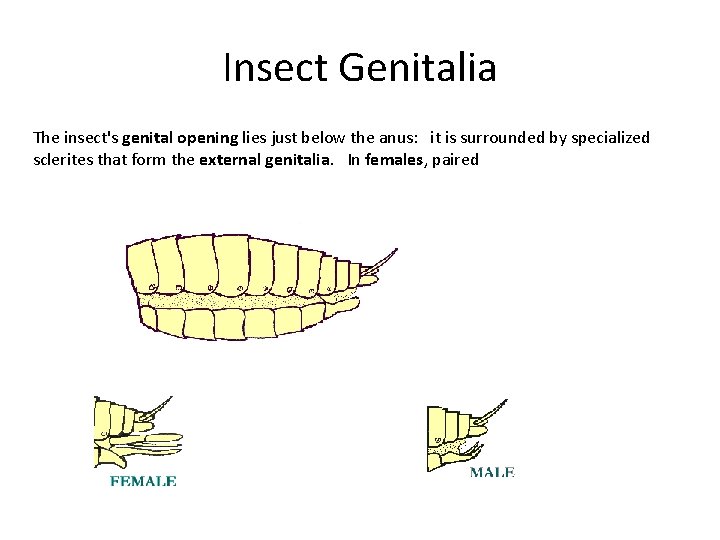 Insect Genitalia The insect's genital opening lies just below the anus: it is surrounded