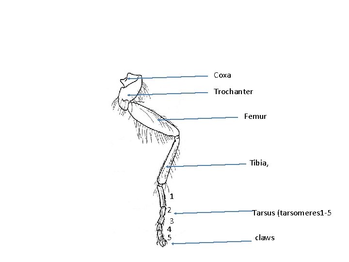 Coxa Trochanter Femur Tibia, 1 2 3 4 5 Tarsus (tarsomeres 1 -5 claws