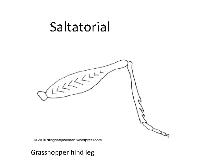 Saltatorial Grasshopper hind leg 