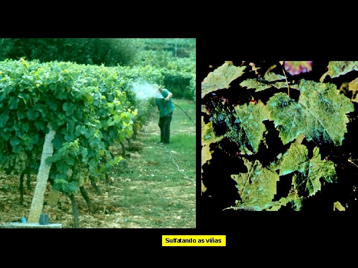 Sulfatando as viñas 