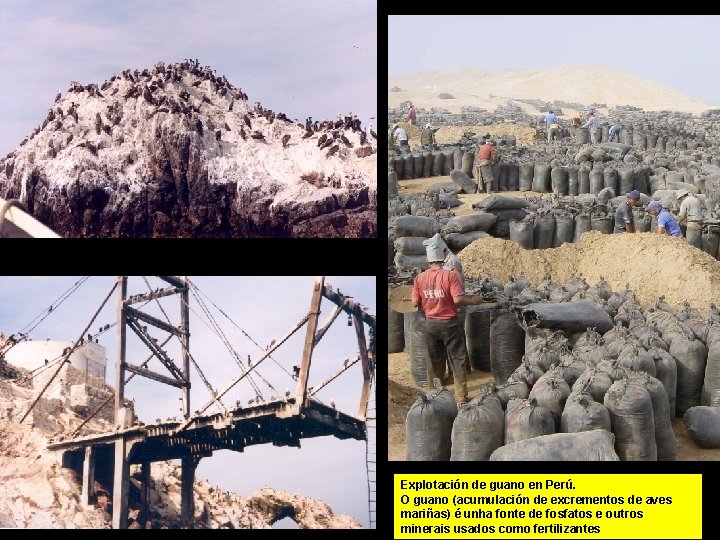 Explotación de guano en Perú. O guano (acumulación de excrementos de aves mariñas) é
