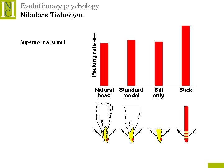 Evolutionary psychology Nikolaas Tinbergen Supernormal stimuli 