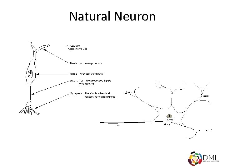 Natural Neuron 