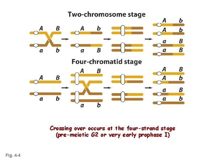 Crossing over occurs at the four-strand stage (pre-meiotic G 2 or very early prophase
