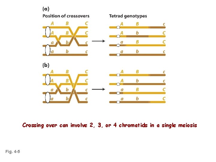 Crossing over can involve 2, 3, or 4 chromatids in a single meiosis Fig.