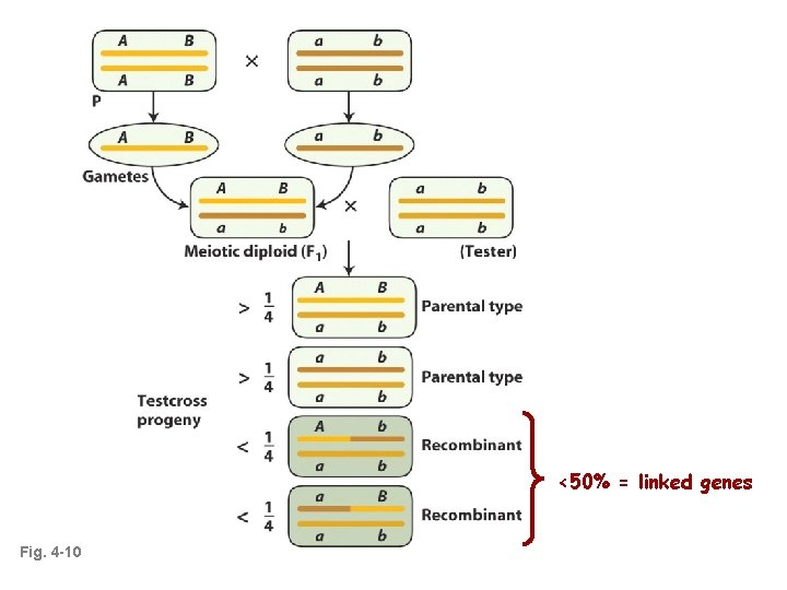 <50% = linked genes Fig. 4 -10 