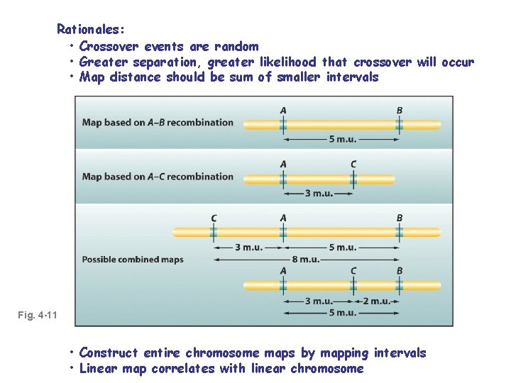 Rationales: • Crossover events are random • Greater separation, greater likelihood that crossover will