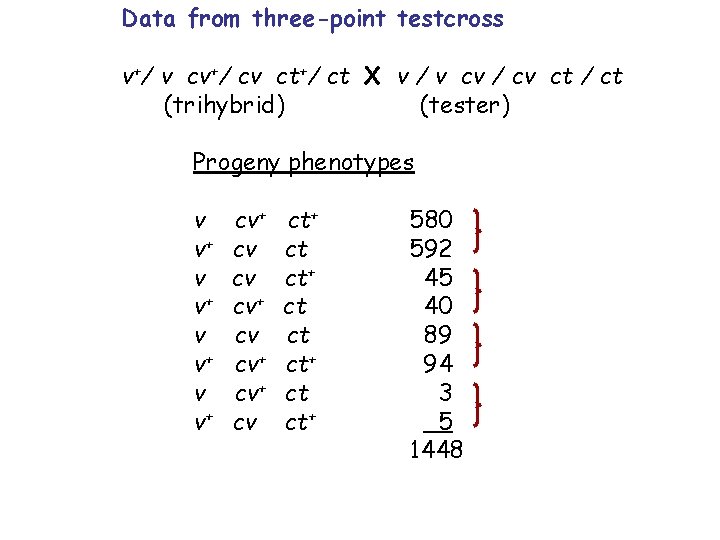 Data from three-point testcross v+/ v cv+/ cv ct+/ ct X v / v