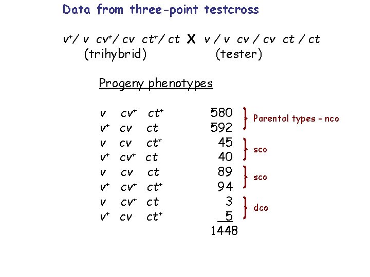 Data from three-point testcross v+/ v cv+/ cv ct+/ ct X v / v