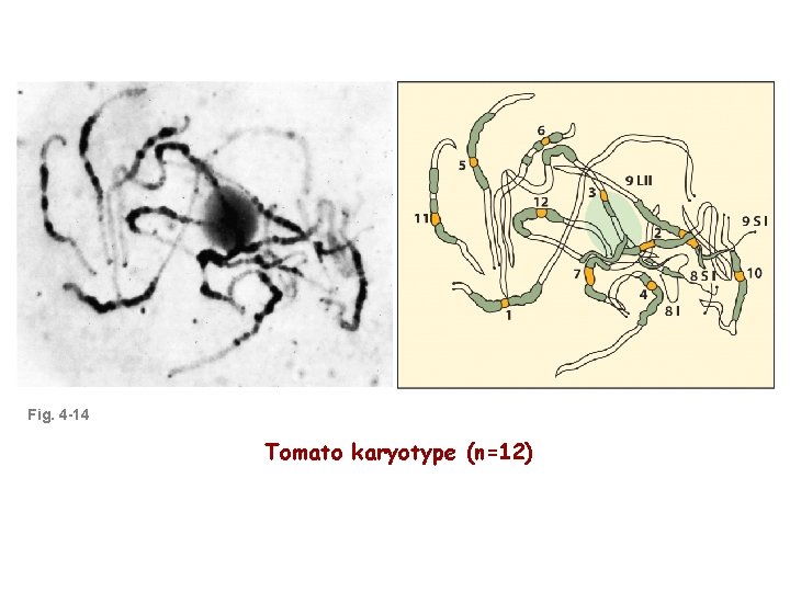 Fig. 4 -14 Tomato karyotype (n=12) 