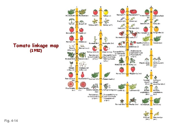 Tomato linkage map (1952) Fig. 4 -14 